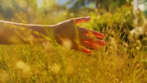 Mano de la mujer tocando hierbas en el campo de verano soleado — Vídeo de stock