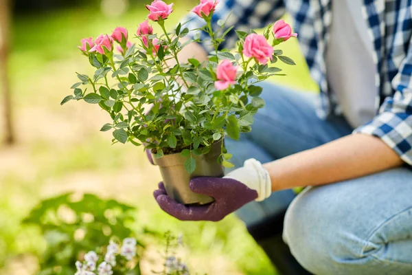 Donna piantare fiori di rosa nel giardino estivo — Foto Stock