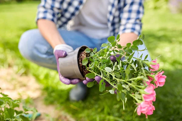 Mulher plantando flores de rosa no jardim de verão — Fotografia de Stock