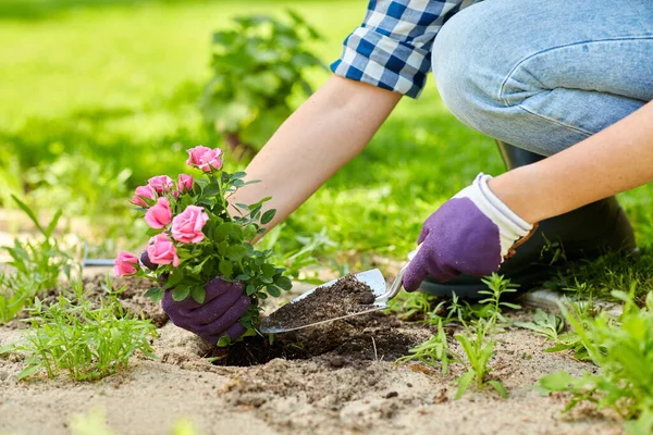 Frau pflanzt Rosenblumen im Sommergarten — Stockfoto