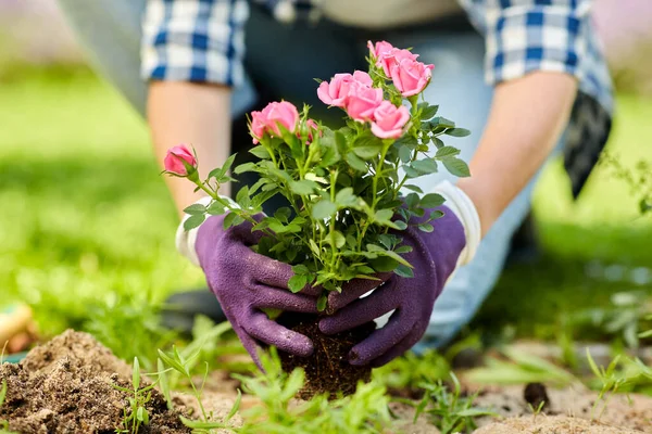 Vrouw planten roos bloemen in de zomer tuin — Stockfoto