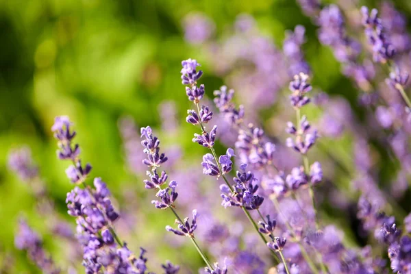 Hermosas flores de lavanda en el jardín de verano —  Fotos de Stock