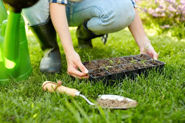 Mulher segurando bandeja potes com mudas no jardim — Fotografia de Stock