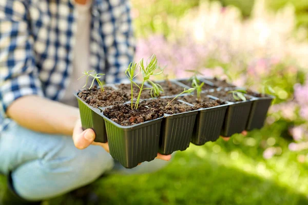 Woman holding pots tray with seedlings at garden — Stock Photo, Image