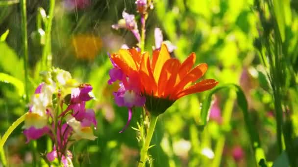 Όμορφα λουλούδια στον κήπο του καλοκαιριού — Αρχείο Βίντεο