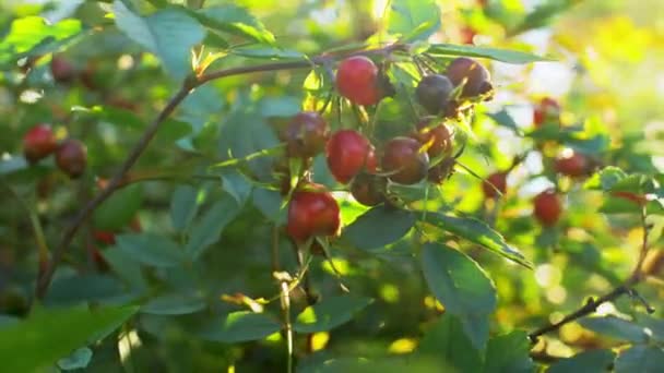 Yaz bahçesinde böğürtlenli dogrose çalısı — Stok video