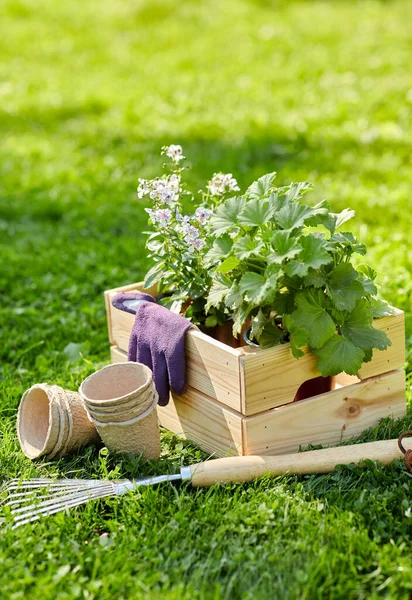 Tuingereedschap en bloemen in houten kist in de zomer — Stockfoto