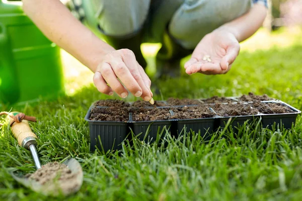 Donna piantare semi di fiori in vaso vassoio con terreno — Foto Stock