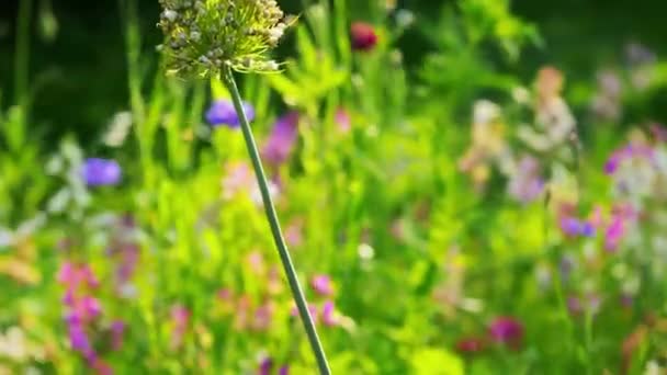 Красивые полевые цветы в саду — стоковое видео