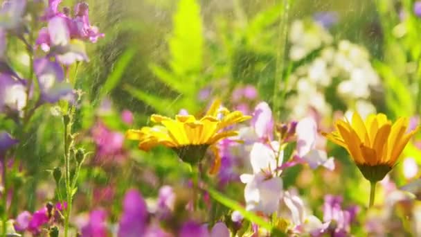Beautiful field flowers in summer garden — Stock Footage Beautiful field flowers in summer garden Video Clip