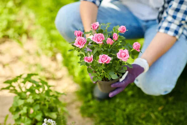 Женщина сажает цветы розы в летнем саду — стоковое фото