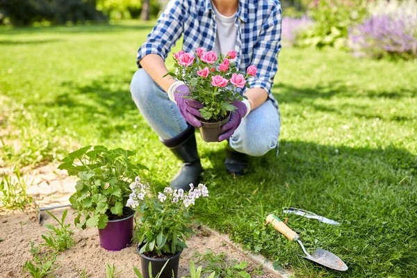 Donna piantare fiori di rosa nel giardino estivo — Foto Stock