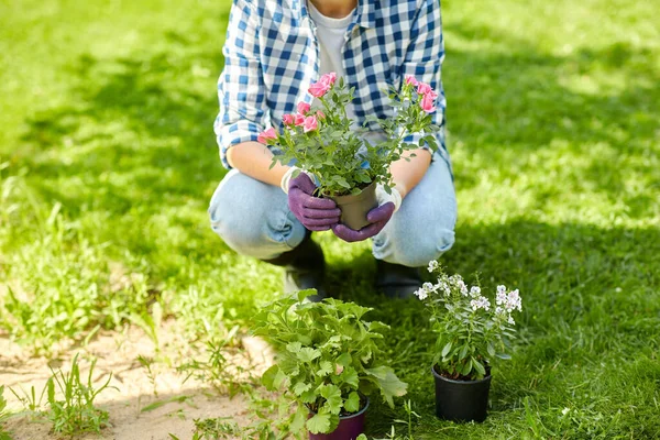 Mulher plantando flores de rosa no jardim de verão — Fotografia de Stock
