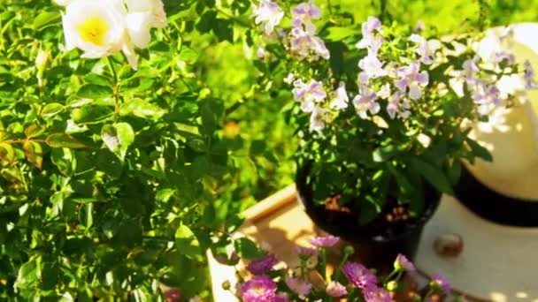 Herramientas de jardín, caja de madera y flores en verano — Vídeo de stock