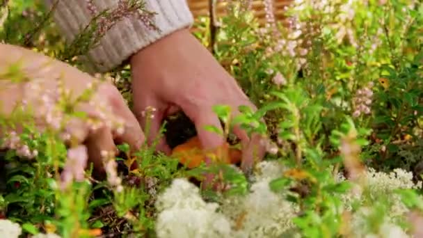 Junge Frau sammelt Pilze im Herbstwald — Stockvideo