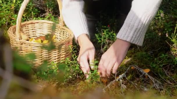 Jovem mulher pegando cogumelos na floresta de outono — Vídeo de Stock