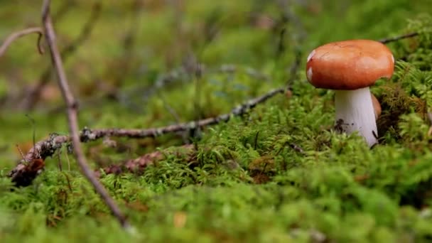 Cogumelo russule na floresta de outono — Vídeo de Stock