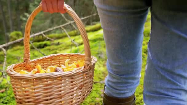 Žena s houbami v košíku chůze v lese — Stock video