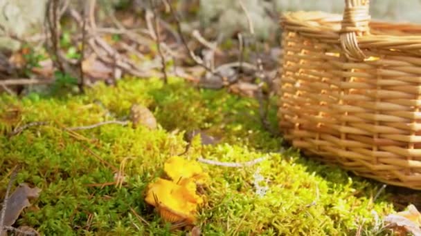 Young woman picking mushrooms in autumn forest — Stock Video