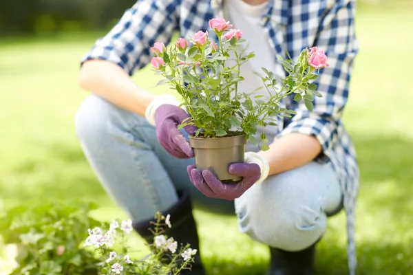 Mulher plantando flores de rosa no jardim de verão — Fotografia de Stock