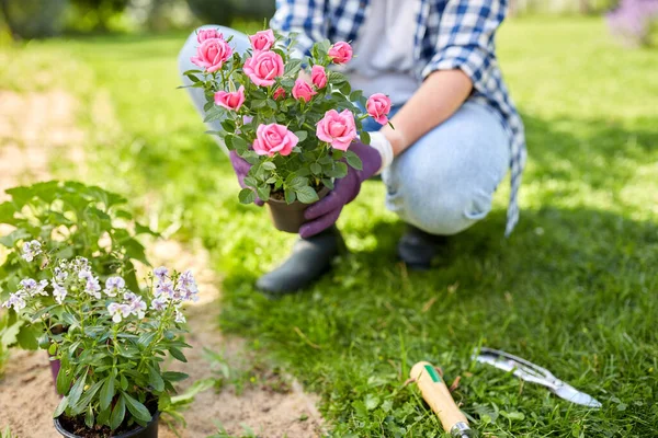Vrouw planten roos bloemen in de zomer tuin — Stockfoto
