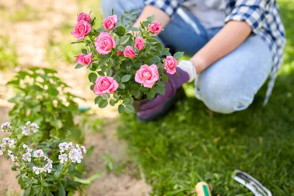 Woman planting rose flowers at summer garden — Stock Photo, Image
