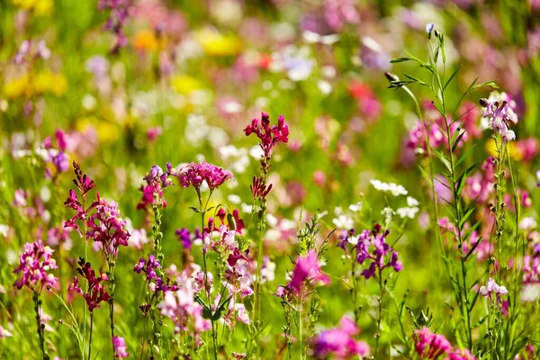 Beautiful field flowers in summer garden — Stock Photo, Image