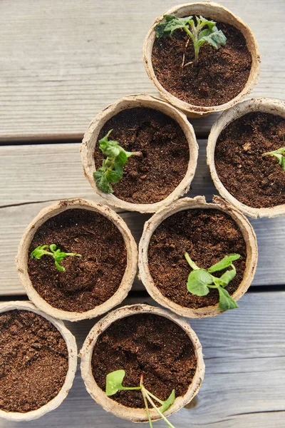 Seedlings in pots with soil on wooden background — Stock Photo, Image