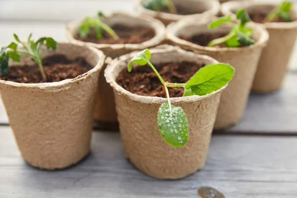 Seedlings in pots with soil on wooden background — Stock Photo, Image