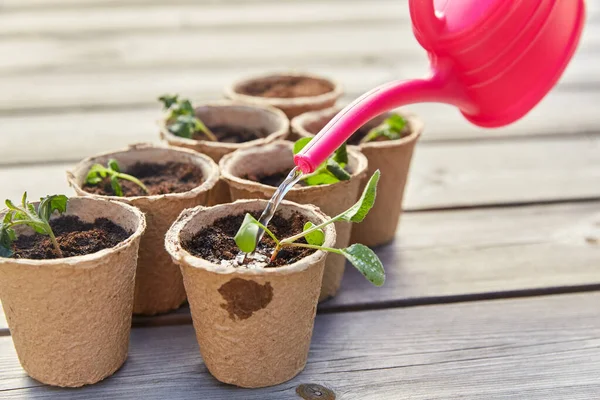 Hand with watering can and seedlings in pots — Stock Photo, Image