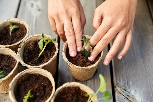 Hands planting seedlings in starter pots with soil — Stock Photo, Image