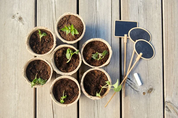 Seedlings in pots with soil on wooden background — Stock Photo, Image