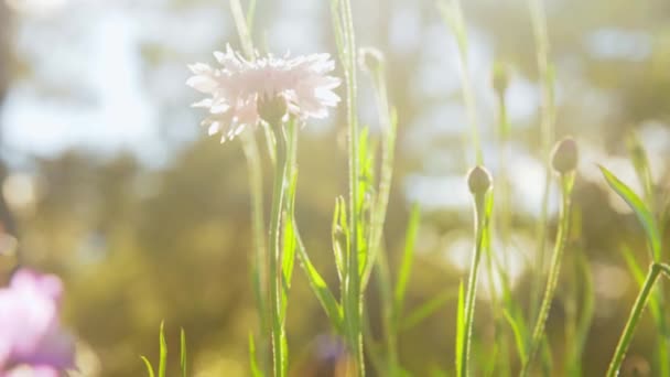 Vackra fält blommor i sommar trädgård — Stockvideo