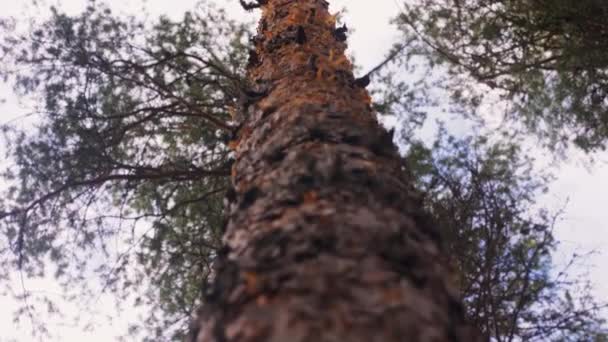 Trunk of pine tree in woods — Stock Video