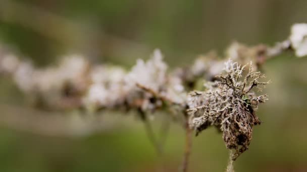 Close-up van mos dat groeit op takken in het bos — Stockvideo