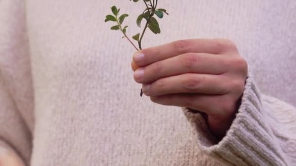 Close up of woman eating bilberries in forest — Stock Video