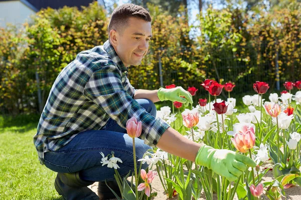 Mann mittleren Alters pflegt Blumen im Garten — Stockfoto