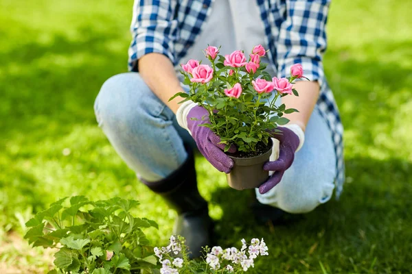 Kvinna plantering ros blommor på sommaren trädgård — Stockfoto