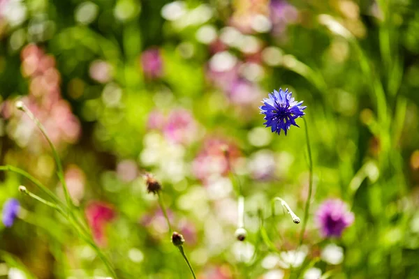 Hermoso aciano en el jardín de verano —  Fotos de Stock