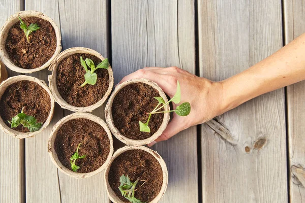 Hand and seedlings in starter pots with soil — Stock Photo, Image