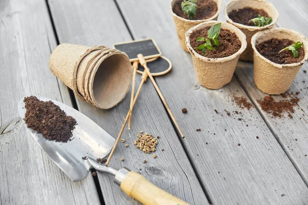 Semis dans des pots avec de la terre sur fond en bois — Photo