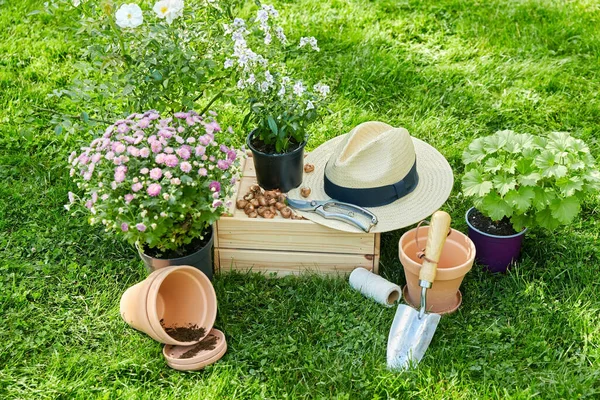 Садовые инструменты, деревянная коробка и цветы летом — стоковое фото