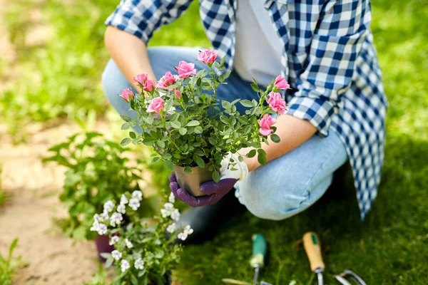 Mujer plantando flores de rosas en el jardín de verano — Foto de Stock