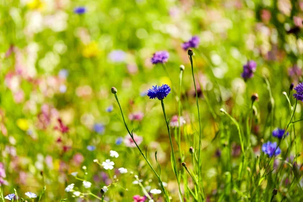 Beautiful cornflower in summer garden — Stock Photo, Image