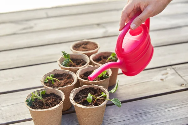 Hand with watering can and seedlings in pots — Stock Photo, Image