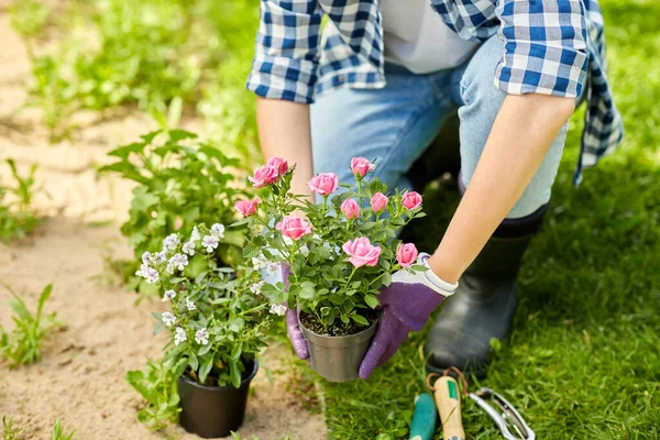 Donna piantare fiori di rosa nel giardino estivo — Foto Stock