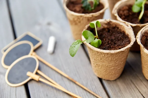 Seedlings in pots with soil on wooden background — Stock Photo, Image