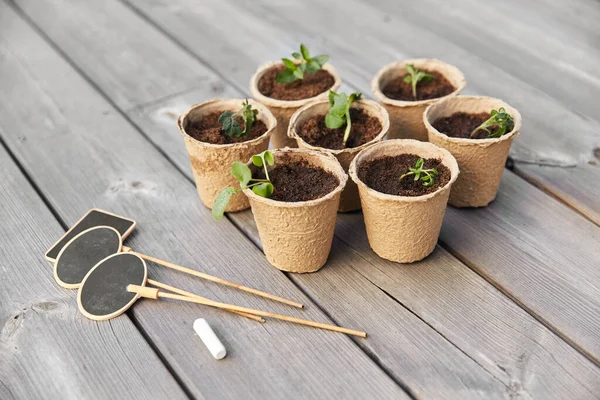 Seedlings in pots with soil on wooden background — Stock Photo, Image