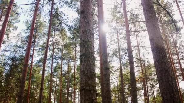 Escena natural de bosque de pinos o bosques — Vídeo de stock