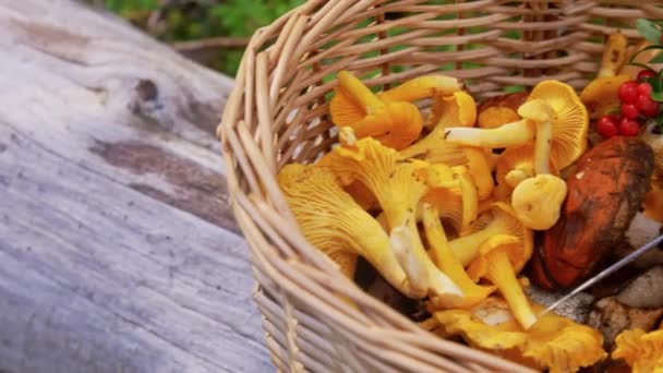 放在篮子里的蘑菇和森林里的茶 — 图库视频影像